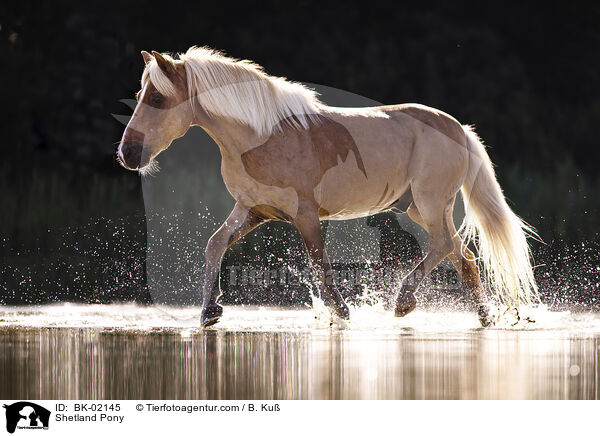 Shetland Pony / BK-02145
