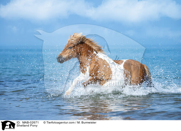 Shetland Pony / MAB-02671