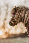 Shetland Pony at sundown