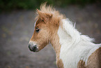 Shetland Pony foal