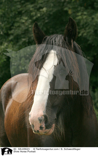 Shire Horse Portrait / SS-05623