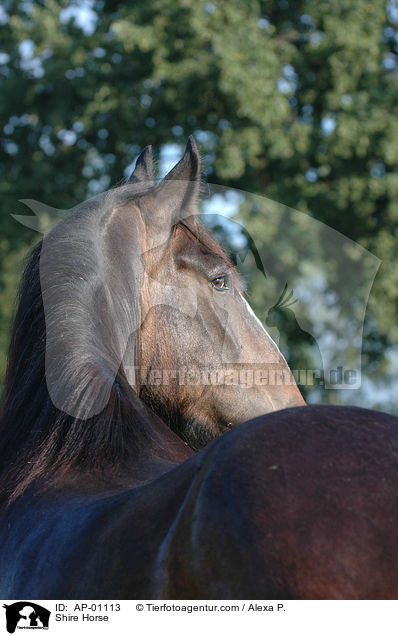 Shire Horse / AP-01113
