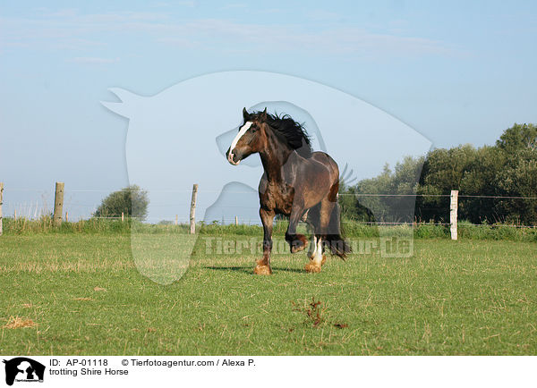 trotting Shire Horse / AP-01118