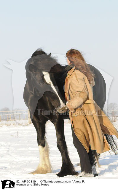 woman and Shire Horse / AP-06819