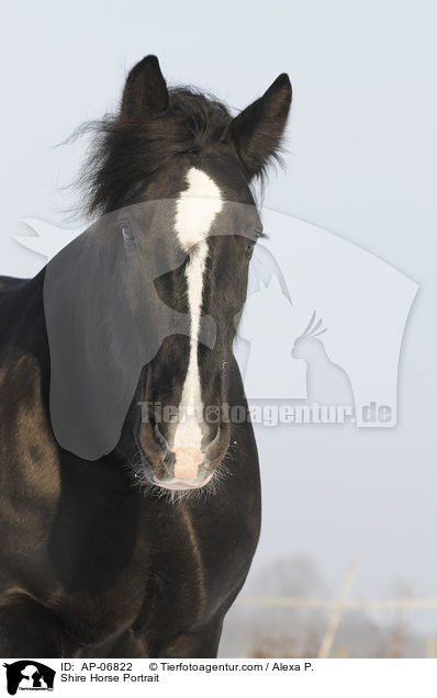 Shire Horse Portrait / AP-06822