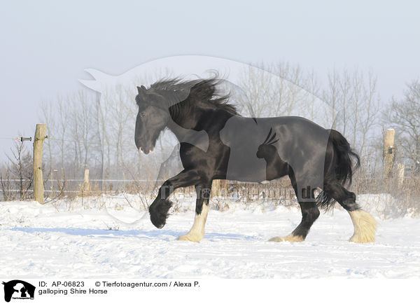 galloping Shire Horse / AP-06823