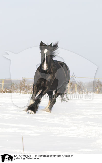 galloping Shire Horse / AP-06825