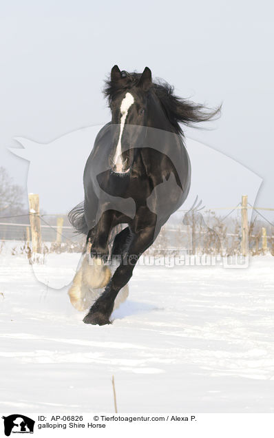 galloping Shire Horse / AP-06826