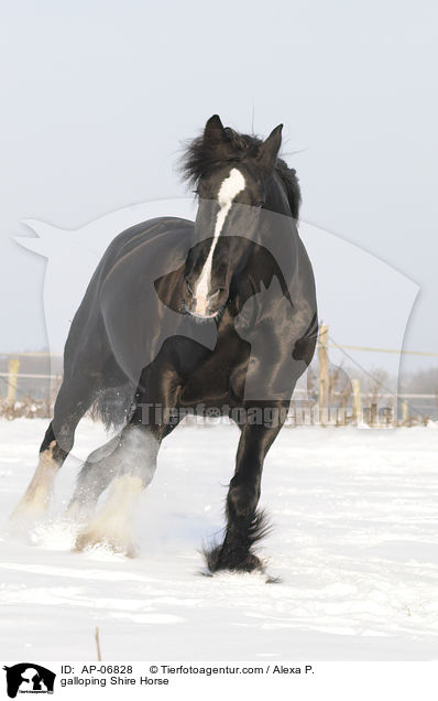 galloping Shire Horse / AP-06828