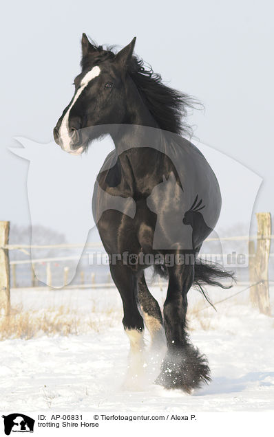 trotting Shire Horse / AP-06831