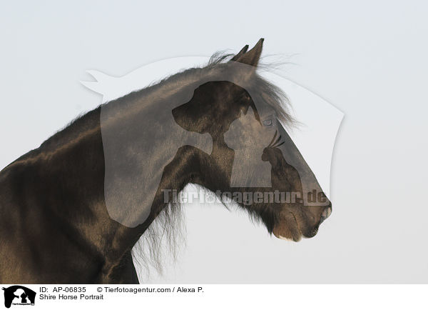 Shire Horse Portrait / AP-06835