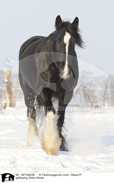 galloping Shire Horse / AP-06836