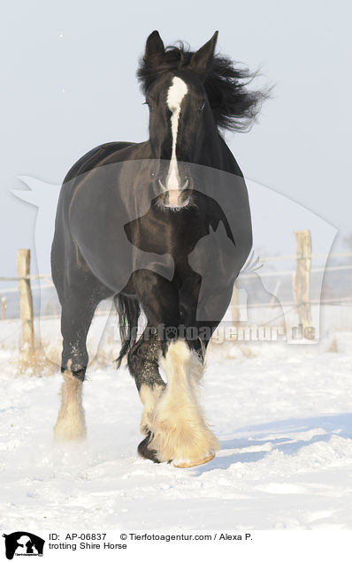 trotting Shire Horse / AP-06837
