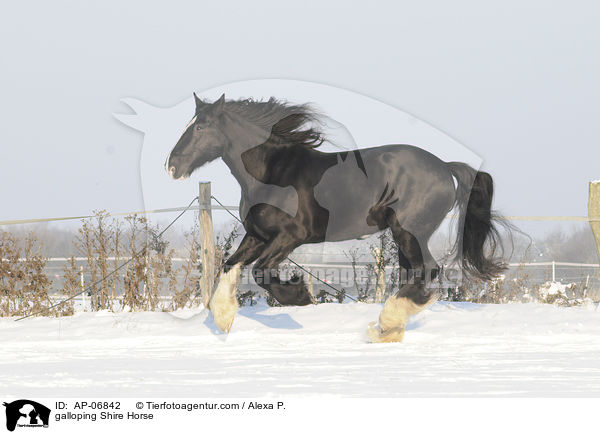 galloping Shire Horse / AP-06842
