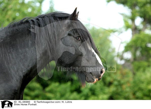 Shire Horse Portrait / KL-06980