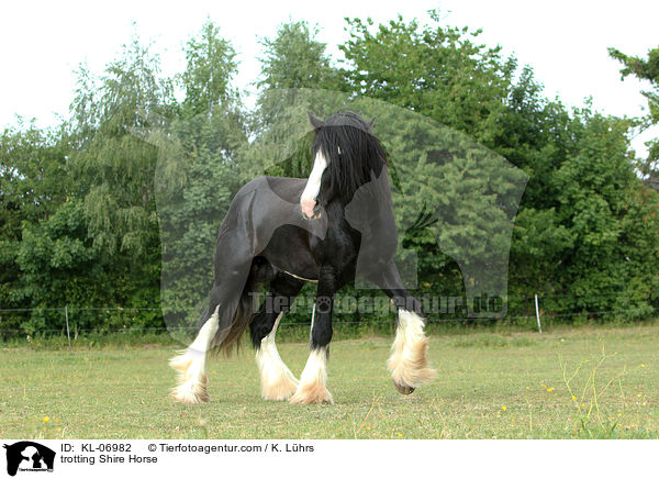 trotting Shire Horse / KL-06982