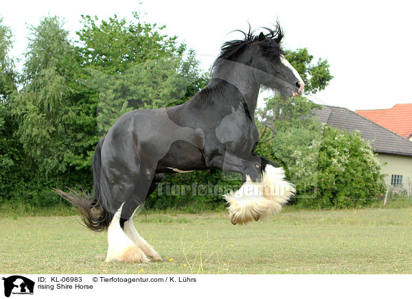 rising Shire Horse / KL-06983