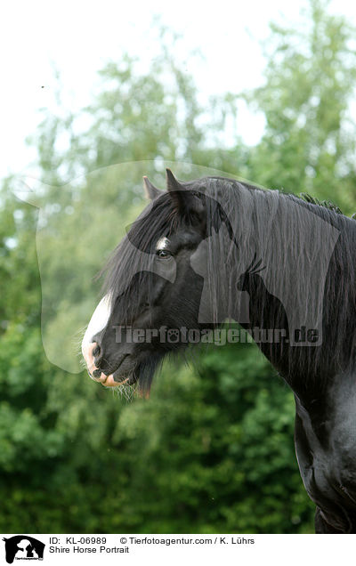 Shire Horse Portrait / KL-06989