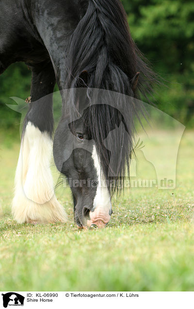 Shire Horse / KL-06990
