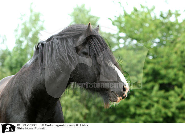 Shire Horse Portrait / KL-06991