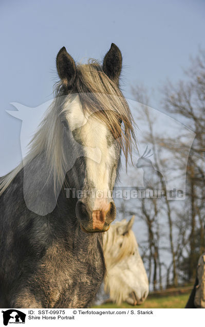 Shire Horse Portrait / SST-09975