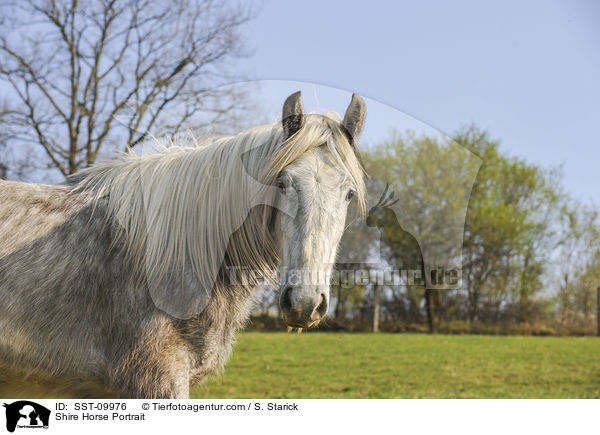 Shire Horse Portrait / SST-09976