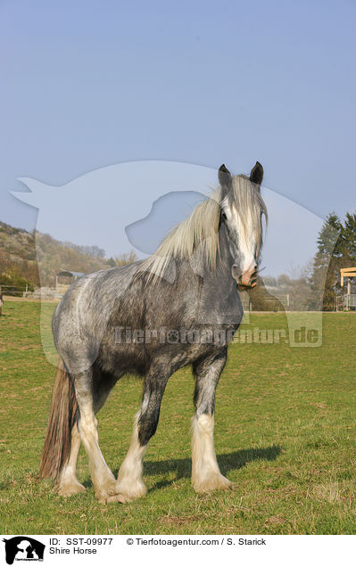 Shire Horse / SST-09977