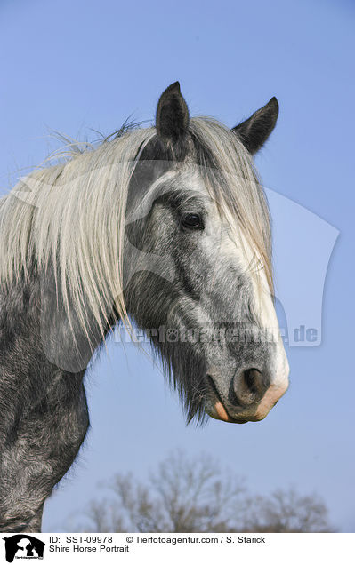 Shire Horse Portrait / SST-09978