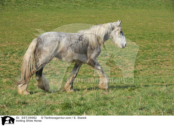 trotting Shire Horse / SST-09982