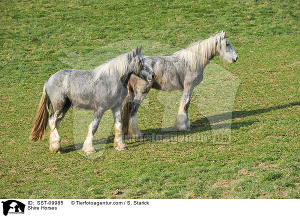 Shire Horses / SST-09985