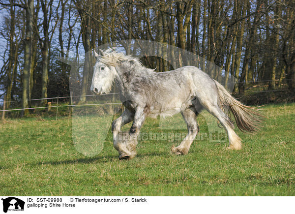 galloping Shire Horse / SST-09988