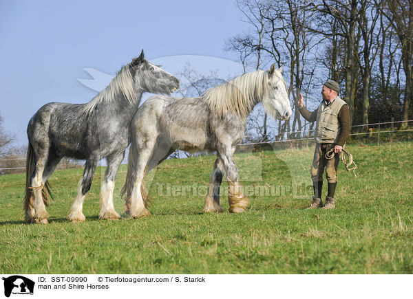 man and Shire Horses / SST-09990