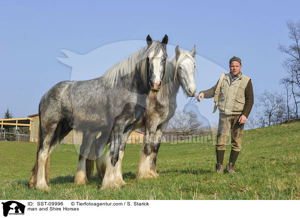 man and Shire Horses / SST-09996