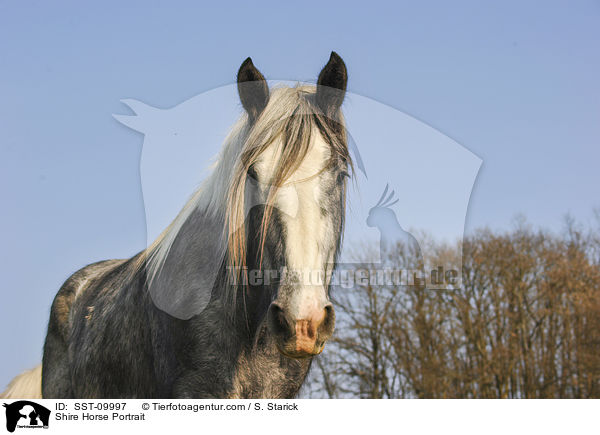 Shire Horse Portrait / SST-09997