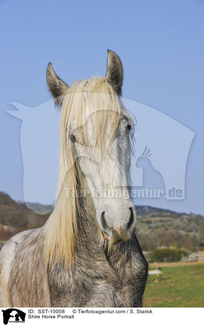 Shire Horse Portrait / SST-10008