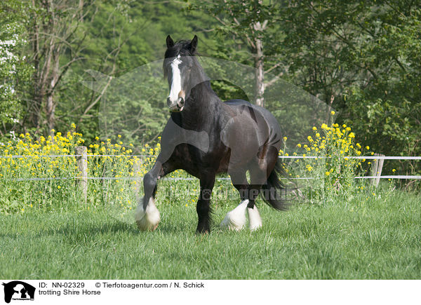 trotting Shire Horse / NN-02329