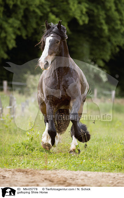 galloping Shire Horse / NN-05778