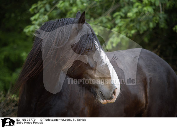 Shire Horse Portrait / NN-05779