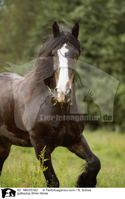 galloping Shire Horse / NN-05782