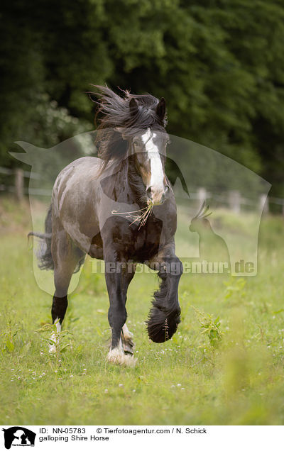 galloping Shire Horse / NN-05783