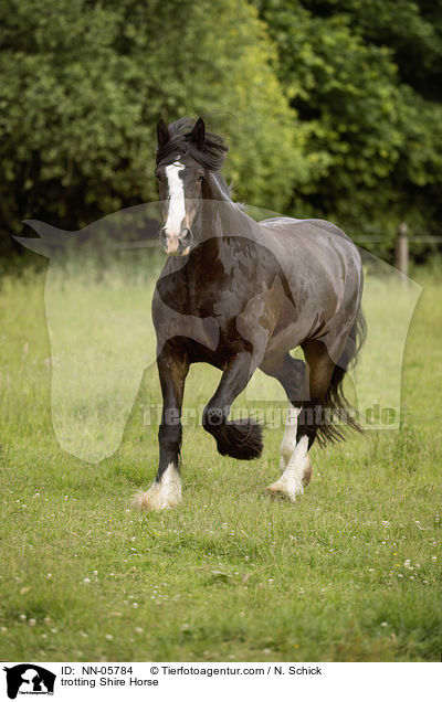 trotting Shire Horse / NN-05784