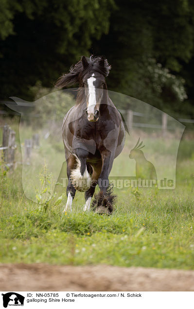 galloping Shire Horse / NN-05785