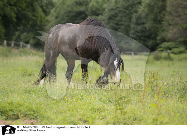 walking Shire Horse / NN-05788