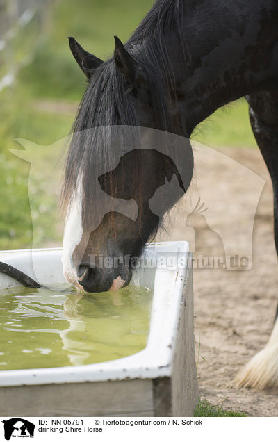 trinkendes Shire Horse / drinking Shire Horse / NN-05791
