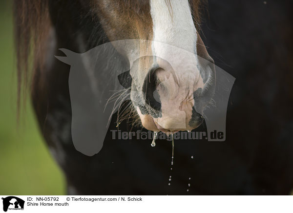 Shire Horse mouth / NN-05792
