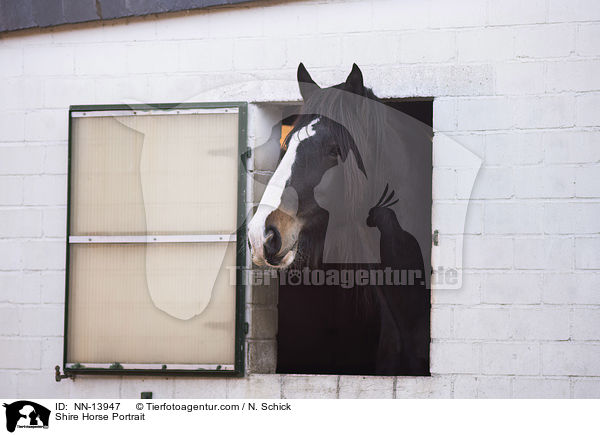 Shire Horse Portrait / NN-13947