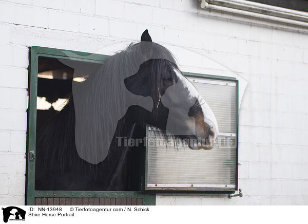 Shire Horse Portrait / NN-13948