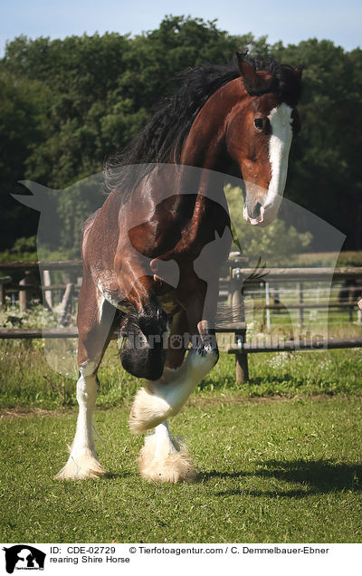rearing Shire Horse / CDE-02729