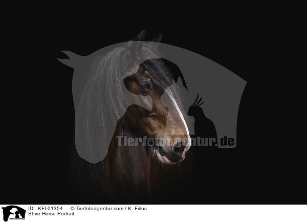 Shire Horse Portrait / KFI-01354
