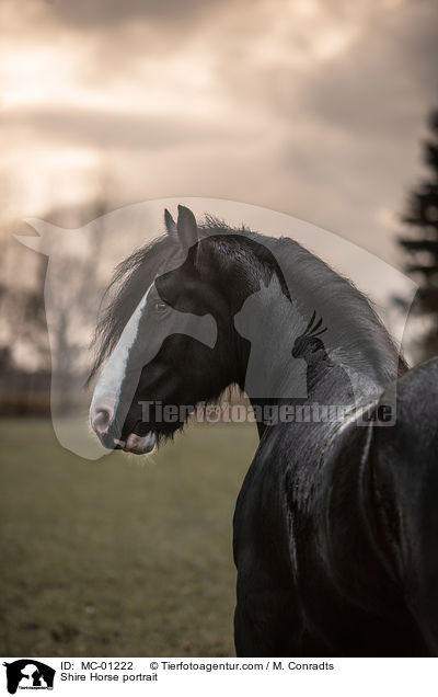 Shire Horse portrait / MC-01222